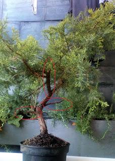 Proyecto Junipero 2: trabajando el tronco Proyecto Junipero 2: trabajando el tronco