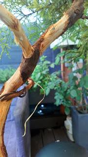 Proyecto Junipero 2: trabajando el tronco Proyecto Junipero 2: trabajando el tronco