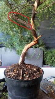 Proyecto Junipero 2: trabajando el tronco Proyecto Junipero 2: trabajando el tronco