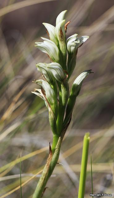 Orquídea verde (Chloraea gaudichaudii)