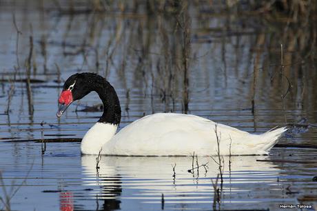 Cisne comiendo