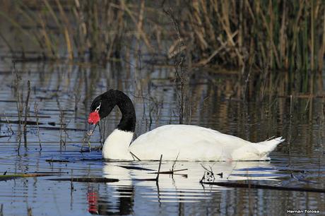 Cisne comiendo