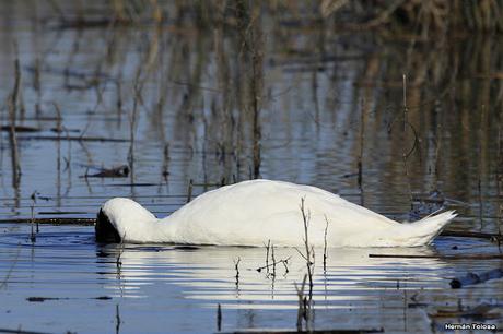 Cisne comiendo