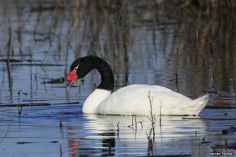 Cisne comiendo