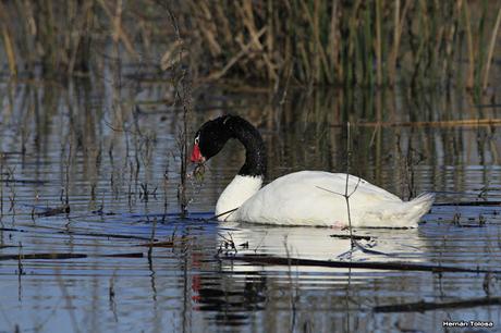 Cisne comiendo