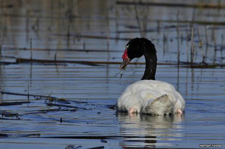 Cisne comiendo