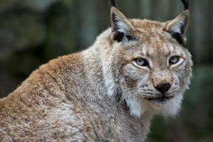 El Lince Boreal En Galicia