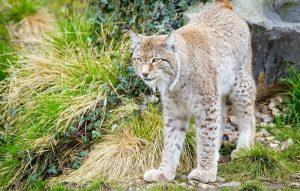 El Lince Boreal En Galicia
