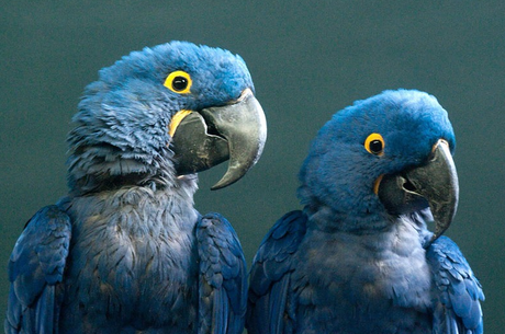 Declaran extinto de su hábitat natural al ave azul que inspiró la película “Río”