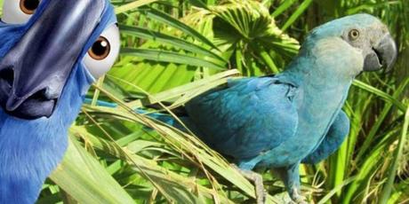 Declaran extinto al guacamayo azul que inspiró la película Río: la deforestación se los llevó