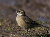 Remolinera huella