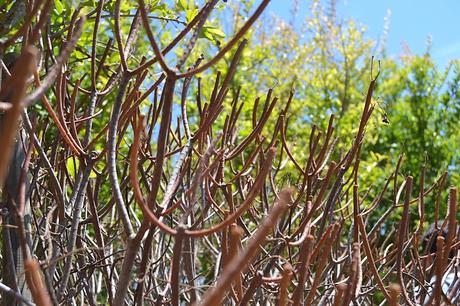 LÍTHICA, PEDRERES DE S'HOSTAL - UN LUGAR DE CUENTO EN MENORCA LÍTHICA, PEDRERES DE S'HOSTAL - UN LUGAR DE CUENTO EN MENORCA