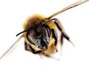 Dedicamos a.... ABEJAS