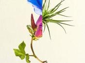 Gimnástica: Caléndula nuevo vídeo/single