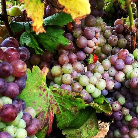 Parra de uvas para vino rosado listas para la vendimia #grapes #nature #wine #makers