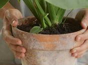 Plantas interior: cómo regarlas cuidarlas