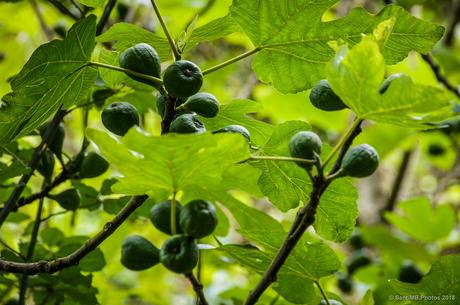 Higos que nadie cogerá