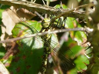 Empujada por la competencia