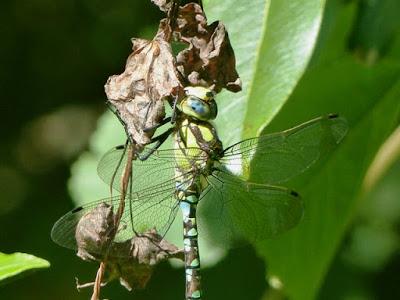 Empujada por la competencia