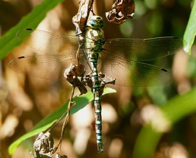 Empujada por la competencia