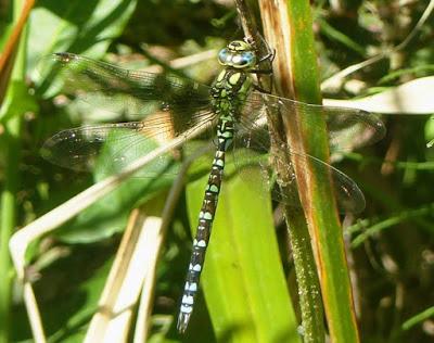 Empujada por la competencia
