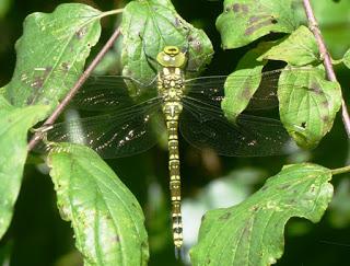 Empujada por la competencia