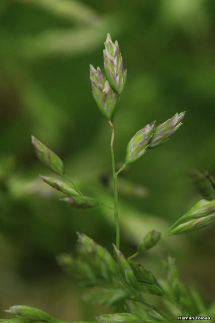 Pasto de invierno (Poa annua)