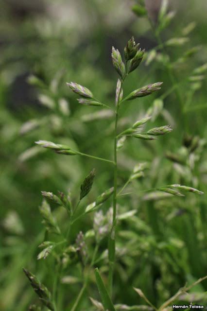 Pasto de invierno (Poa annua)