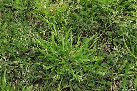 Pasto de invierno (Poa annua)