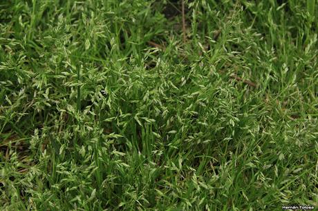 Pasto de invierno (Poa annua)