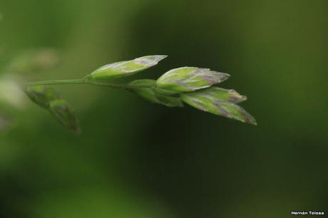 Pasto de invierno (Poa annua)