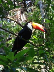 En Puerto Iguazú, la postal brasileña, Parque das Aves