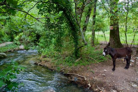 RUTA SENDERISTA DEL RÍO MAJACEITE