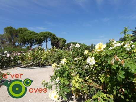 Parque del Oeste: rico compendio de historia y aves