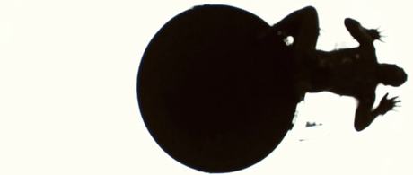 Beyond the Black Rainbow - 2010