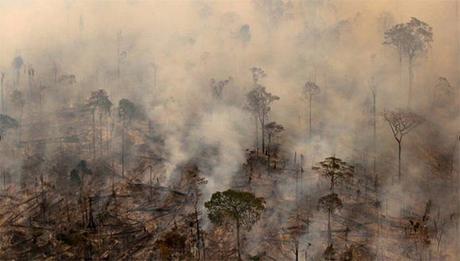 Cambio climático: Se quema el pulmón del planeta