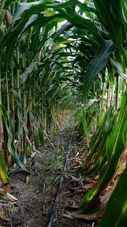 Ratonera existencial