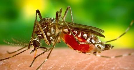 Citronela como repelente antimosquitos