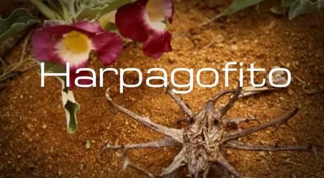 Harpagofito