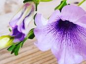 Fotos pecosas: flores