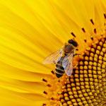 8 Beneficios de la equinacea como remedio natural 8 Beneficios de la equinacea como remedio natural