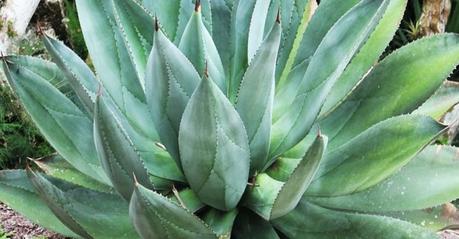 Aloe vera para el cuidado del cabello