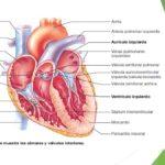 Funciones mas Importantes del sistema circulatorio