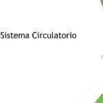 Funciones mas Importantes del sistema circulatorio