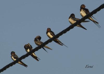 MÁS MIGRACIÓN EN CANTABRIA