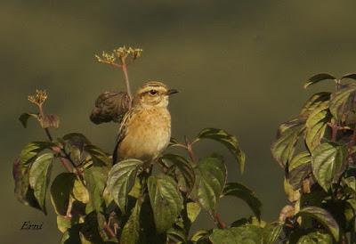 MÁS MIGRACIÓN EN CANTABRIA