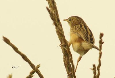 MÁS MIGRACIÓN EN CANTABRIA