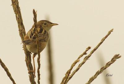 MÁS MIGRACIÓN EN CANTABRIA