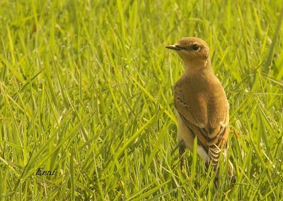 MÁS MIGRACIÓN EN CANTABRIA