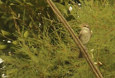 MÁS MIGRACIÓN EN CANTABRIA